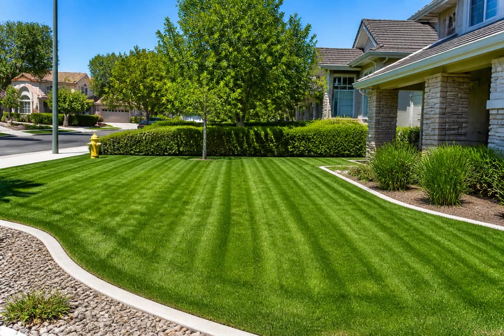 Weekly maintenance lawn